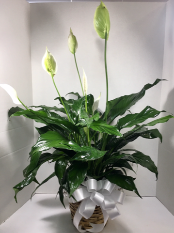 Small Peace Lily 6”